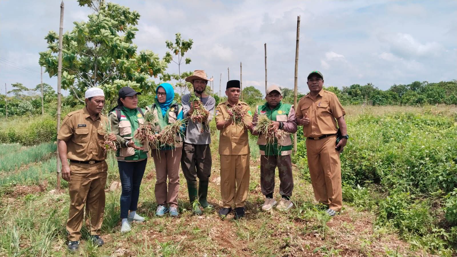Pemkot Tual Gelar Panen Bawang Perkuat Ketahangan Pangan